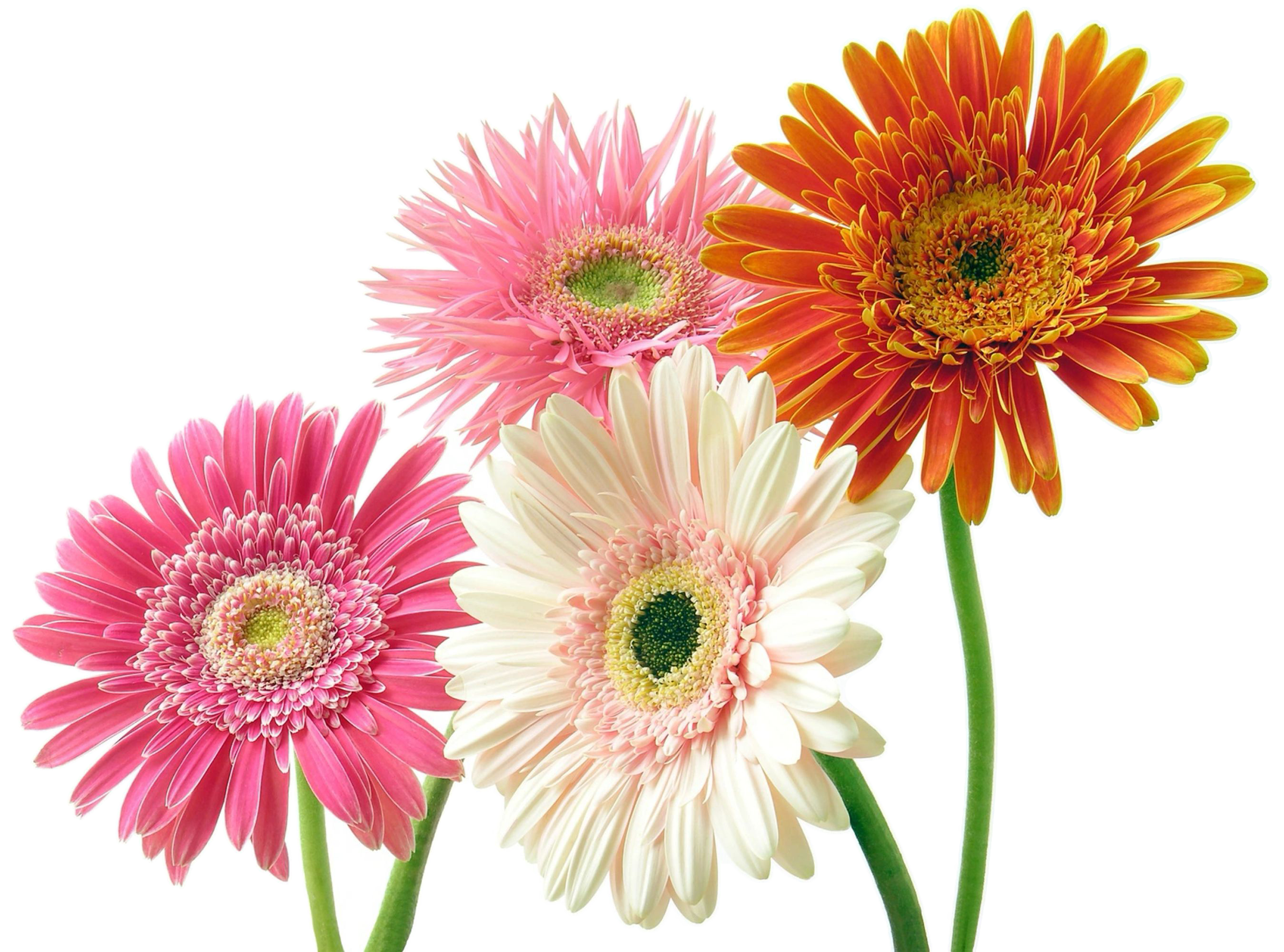 orange pink and white gerbera daisies